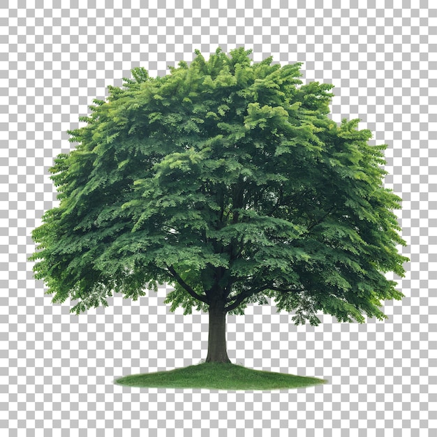 Un arbre vert vibrant avec une canopée dense isolé sur un fond transparent pour des dessins naturels