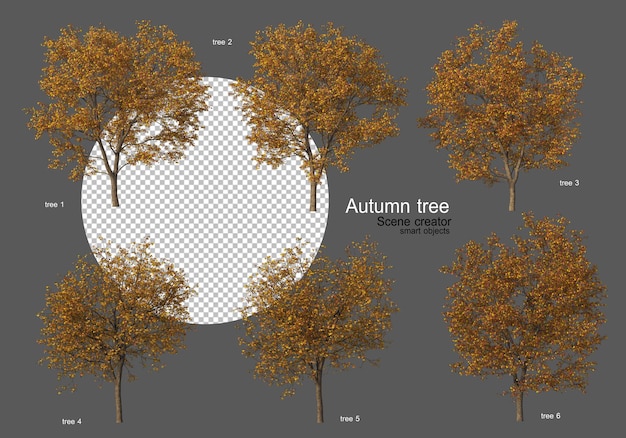 Arbres D'automne Divers Types De Nombreuses Formes