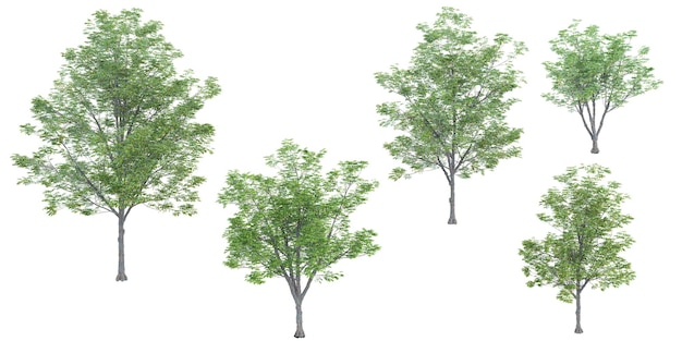 Des arbres buckeye de l'Ohio avec un fond transparent rendu 3D pour l'illustration de la composition numérique