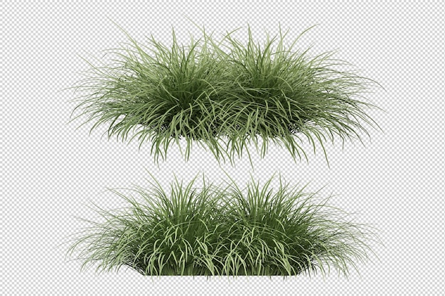 Arbres et fleurs tropicaux en rendu 3d isolé
