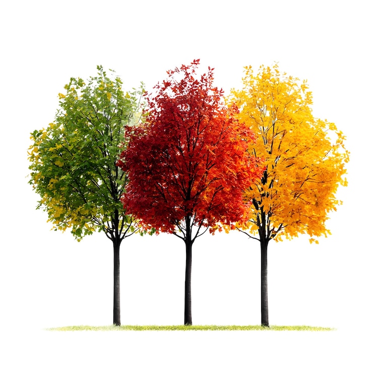 PSD les arbres des quatre saisons