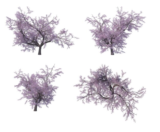 PSD arbres de sacura rose en fleurs isolés fond transparent rendu 3d