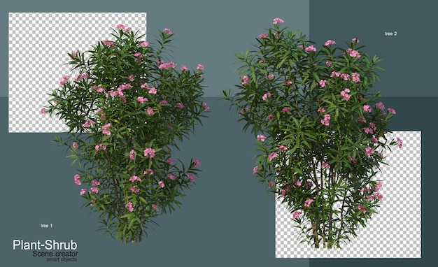 Arbusti e alberi di vario genere