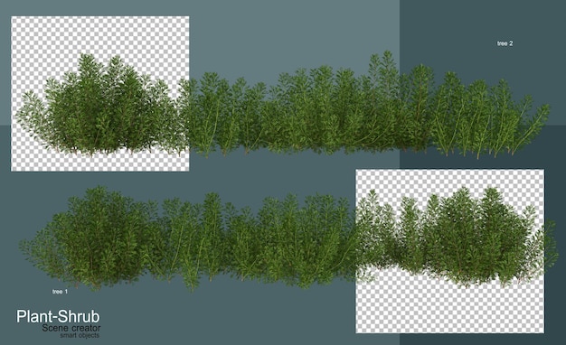 Arbusti e alberi di vario genere