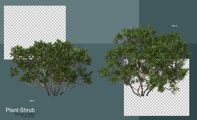 arbusti e alberi di vario tipo