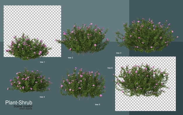 arbusti e alberi di vario tipo