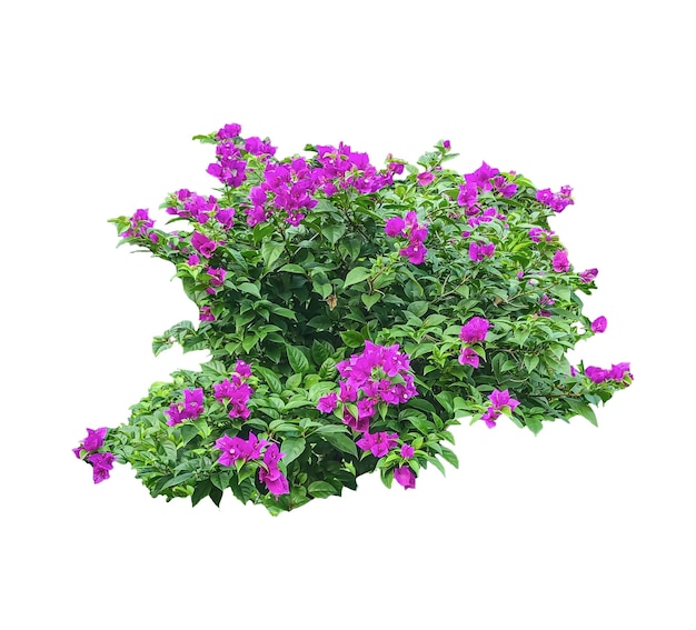 El arbusto de bougainvillea con flores púrpuras aisladas en blanco