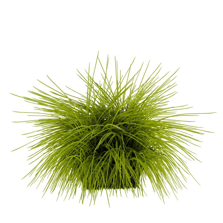 PSD arbusto de grama ornamental verde brilhante