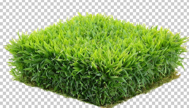 PSD el arbusto de hierba verde aislado en un fondo transparente