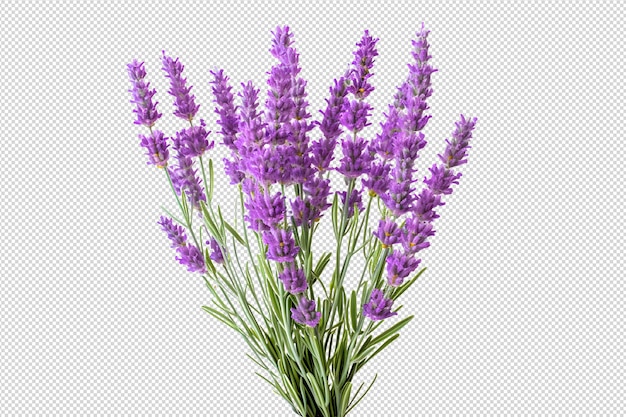 Arbusto de lavanda