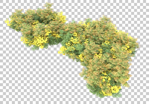 Arbusto verde con ilustración de renderizado 3d de fondo transparente