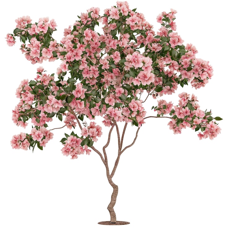 PSD archivado archivado flor de cerezo archivo psd fondo transparente