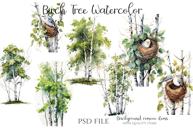 PSD archivo psd de ilustraciones en acuarela del árbol de abedul de alta calidad