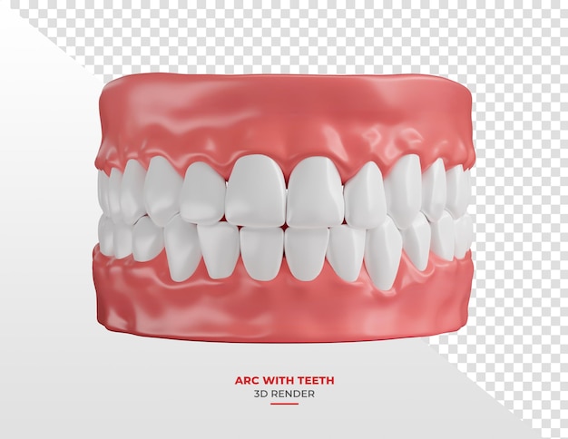 Arco dentale con denti bianchi in rendering 3D con sfondo trasparente