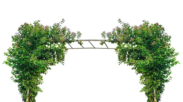 Arco verde en el jardín con plantas trepadoras un árbol verde con flores marco hierba verde