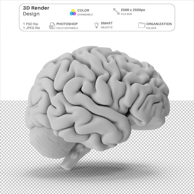 Arquivo PSD de modelagem 3D do cérebro humano