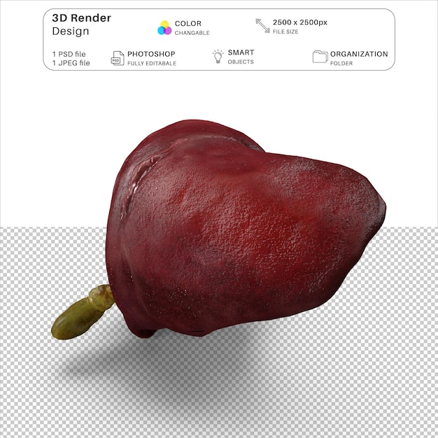 Arquivo psd de modelagem 3d do fígado e da vesícula biliar humana