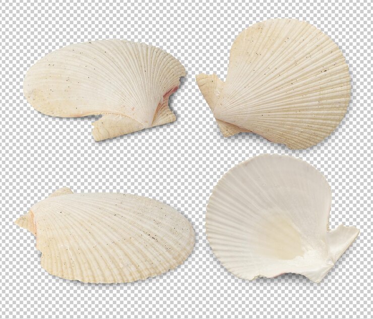 PSD arquivo psd de recorte de coleção de conchas do mar
