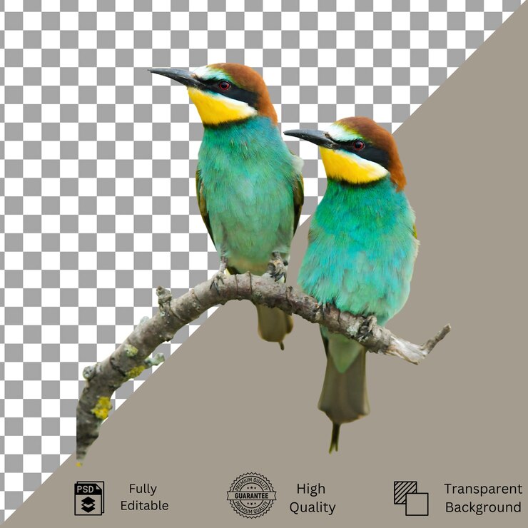 PSD arquivos psd criativos de pássaros para designers e artistas