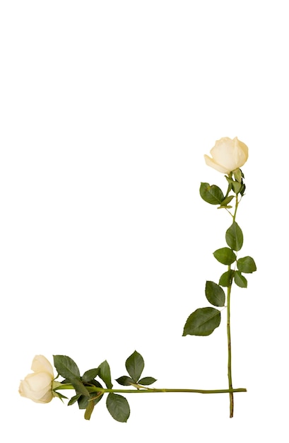 Arrangement floral isolé sur fond blanc