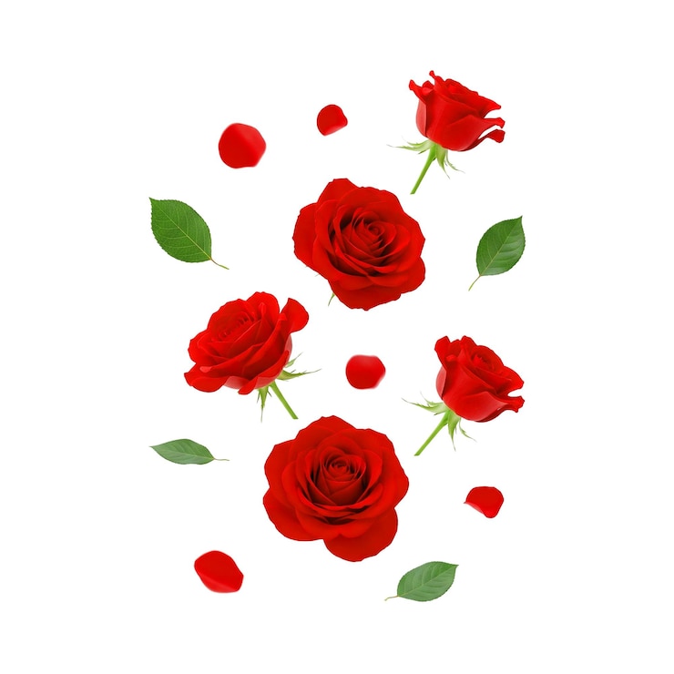 PSD arrangement of red roses and green leaves
