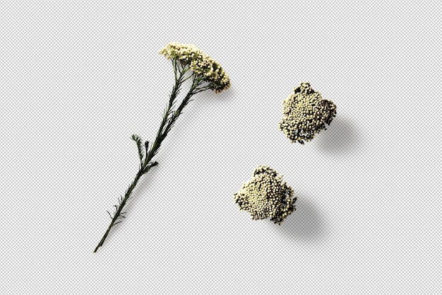 Arranjo de flores secas isola elementos móveis 3d