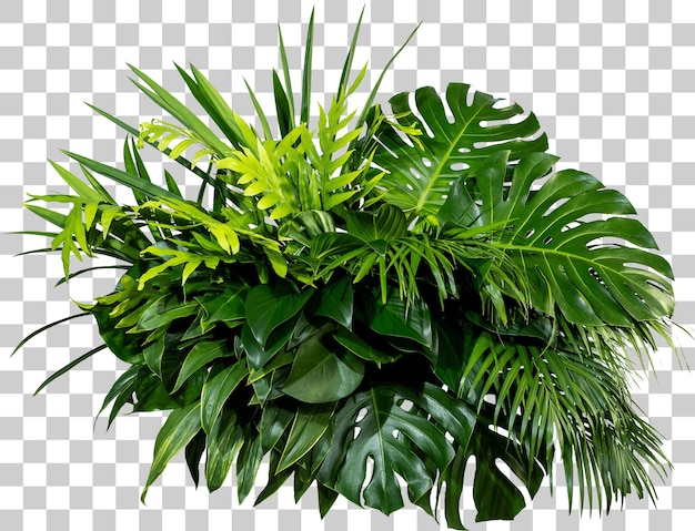Arranjo de folhas tropicais exuberantes