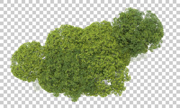 Arreglo de Forrest en la ilustración de renderizado 3d de fondo transparente