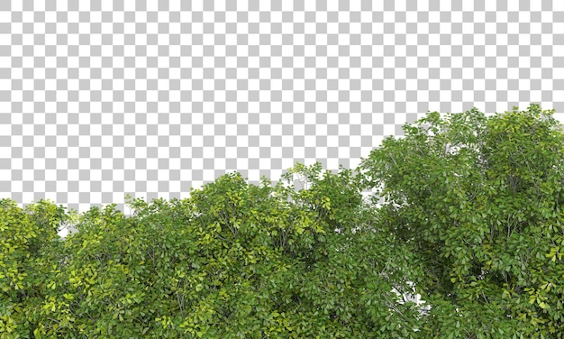 Arreglo de Forrest en la ilustración de renderizado 3d de fondo transparente