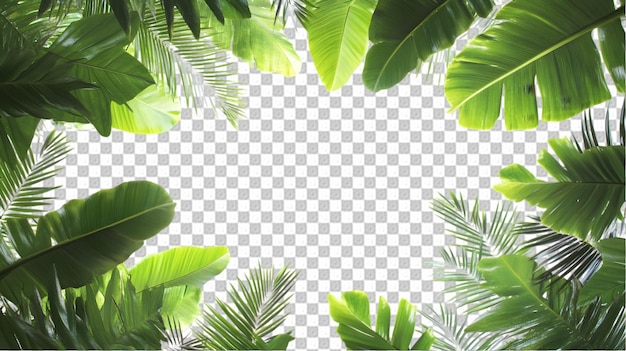 Arrière-plan de cadre de feuilles de palmiers tropicaux PNG pour les projets de conception