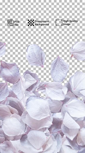 Arrière-plan réaliste de pétales de cerise blancs tombés Décor naturel Parties séparées du décor floral