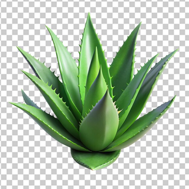 PSD arrière-plan transparent de la plante d'aloe vera