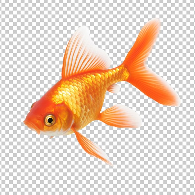 PSD arrière-plan transparent poisson d'aquarium d'or oranda d'or