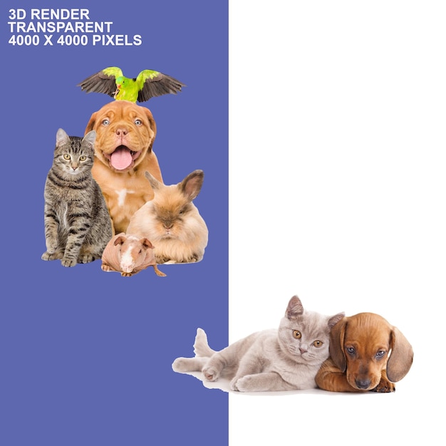 arrière-plan transparent pour chiens et chats