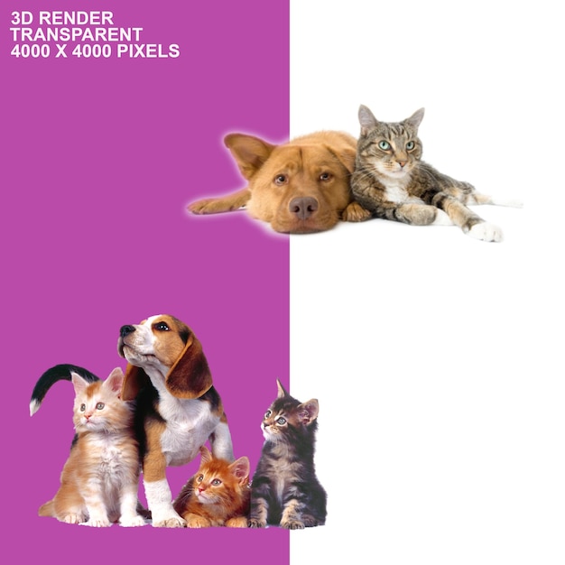 arrière-plan transparent pour chiens et chats