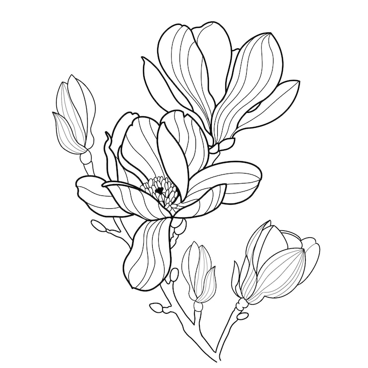 PSD l'art de la ligne de la fleur de magnolie