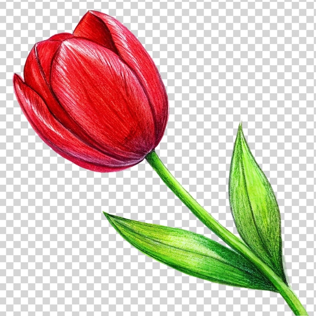 PSD l'art de la tulipe rouge isolé sur un fond transparent