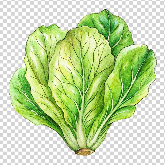 PSD arte de lechuga aislado sobre un fondo transparente