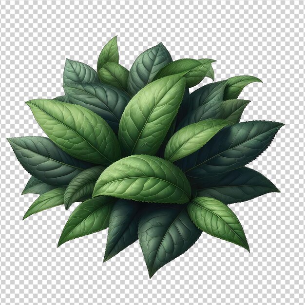 PSD arte rico en hojas de té verde png