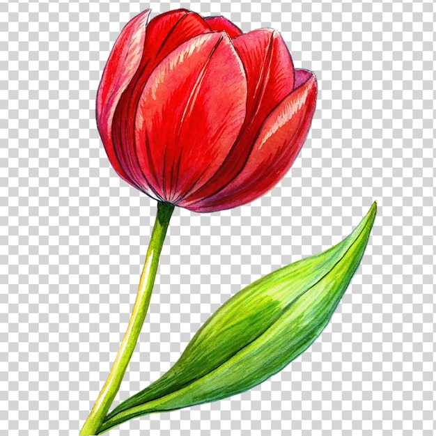 PSD arte del tulipán rojo aislado en un fondo transparente