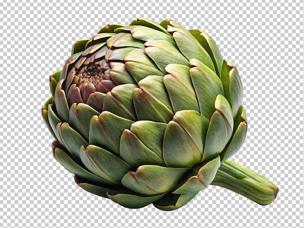 PSD artichokes fraîches