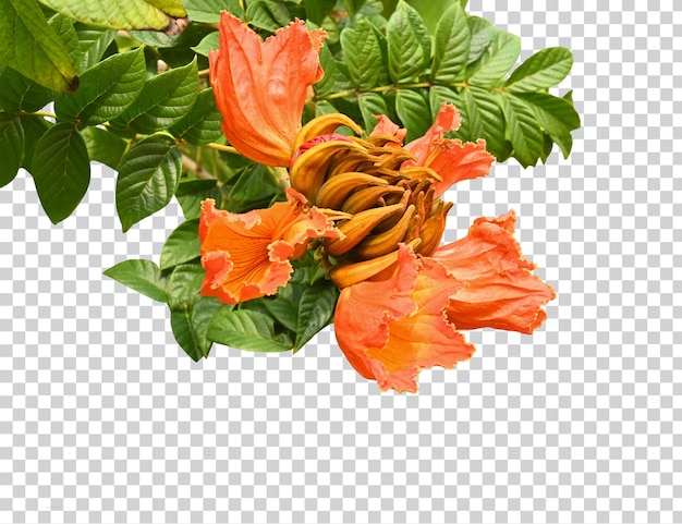 Árvore africana de tulipas com flores campanuladas em forma de taça laranja em contraste com o céu há nuvens azuis em fundo branco foto psd premium