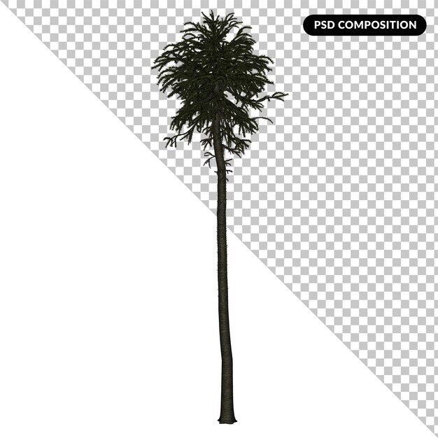 PSD Árvore cycas isolada 3d