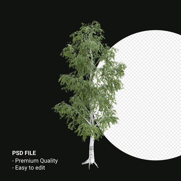 Árvore de betula pendula 3d render isolada em fundo transparente