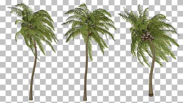 árvore de coco 3d