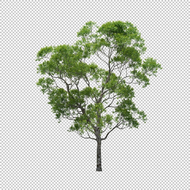 Árvore de eucalipto com fundo isolado, render 3d da árvore
