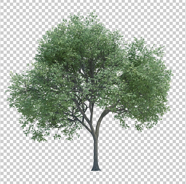 Árvore de objeto natureza isolada