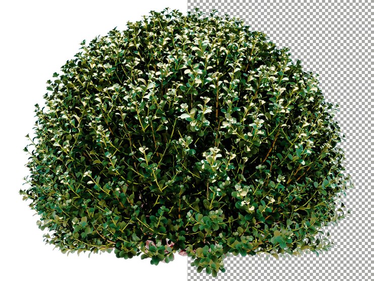 PSD árvore de poda em renderização 3d de fundo transparente