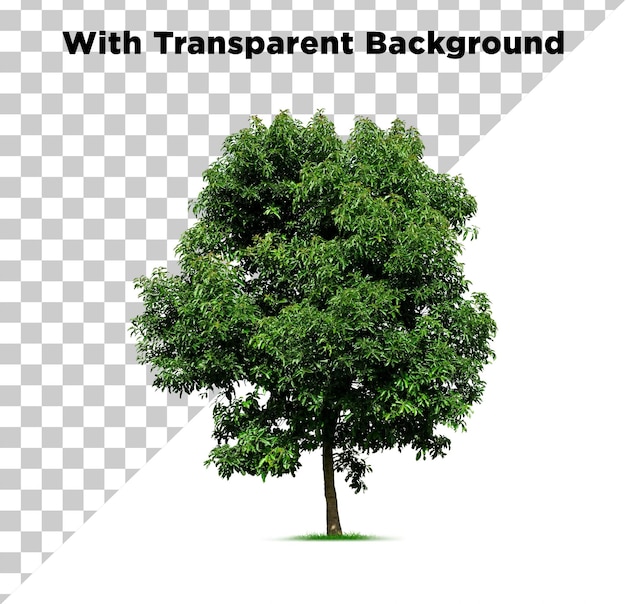 Árvore isolada em fundo transparente