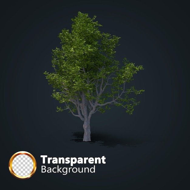 PSD Árvore realista transparente com uma imagem isolada de uma única árvore isométrica png